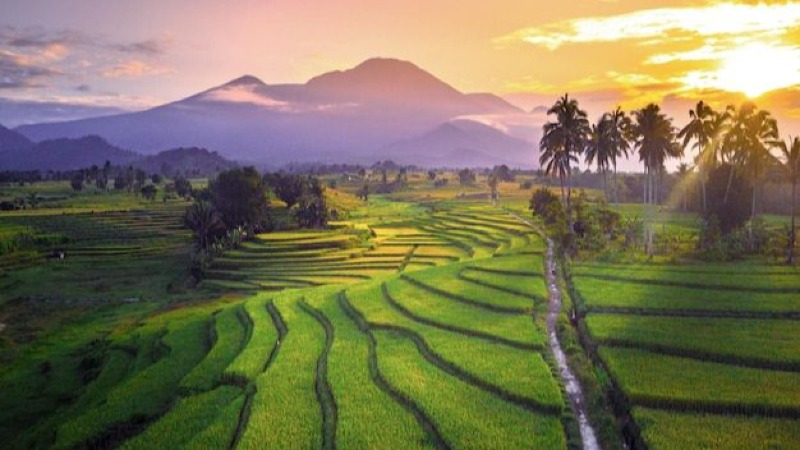 Jatiluwih UNESCO Highlands Tour – North Bali Scenic Escape
